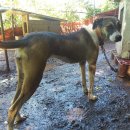 날으는 돈까스 이미지