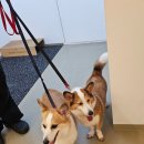 가치타개(타개) 이미지