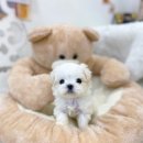 펫사랑일산점 이미지