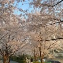양산체육공원 | 광주/광주 근교 벚꽃명소 2탄 | 나만 알고 싶은 벚꽃 스팟까지!
