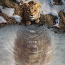 Mufasa The Lion King | 무파사: 라이온킹 (Mufasa: The Lion King, 2024)