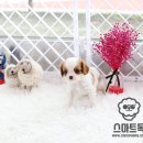 카발리에