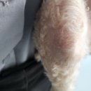 아멜리몽 이미지