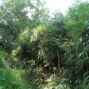 저수지길 이미지