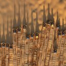 고비 태양광발전소 이미지