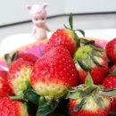 딸기짐 이미지
