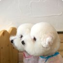 쭈니살롱 이미지