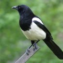 까치소리 이미지