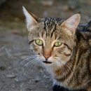 양주동물병원 이미지