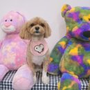 딜라잇펫 이미지