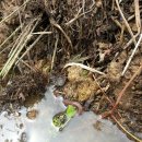 삼성골농장 이미지