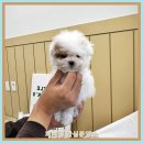 뿌리네 애견샵 | 당진애견분양샵 바로 써먹는 최신 비법