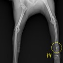 24시 대전동물의료센터 이미지