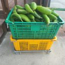 하늘비 홍삼원 네이버블로그