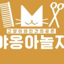 야옹아 놀자 이미지