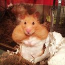 햄스터숄더 이미지