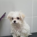 용인해성동물병원 이미지