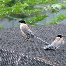 모둘자리 이미지