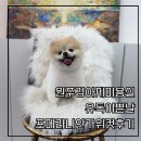 치악로 | 원주강아지미용실 유독이쁜날 포메라니안가위컷후기