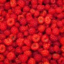 뮤게(muguet) 이미지