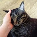 쓰담쓰담 이미지