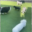 제주네 애견유치원 이미지