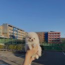 몽냥몽냥 강아지분양 일산점 이미지