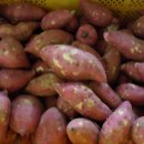 땅끝황토 이미지