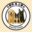 진도유치원 | 울산애견훈련, 울산애견유치원 진도 믹스 짖음, 분리불안 교정 후기