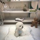 강아지 알러지케어 솜쿠션 인견쿨잠매트 항균 방석