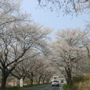 모악산(795m)전북완주.금산사 벚꽃잔치.2021년 4월6일 이미지