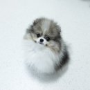 오블리 동물병원 이미지