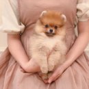 쥬쥬퍼피 이미지