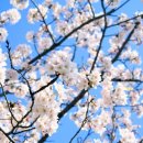 언제라도, 봄 이미지