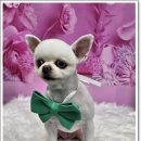 멍이의 품격 이미지