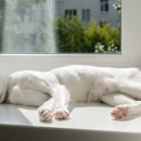 이산동물의료센터 이미지