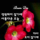 샤넬댄스스포츠학원 Daum카페