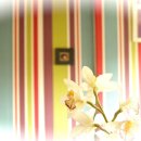 체리 민박 이미지