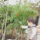 빛모이 | [모이프렌즈2기] 시골집에서도 빛이 나는 모이몰른 레오자카드 상하복 추석빔