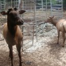 엘크사슴 이미지