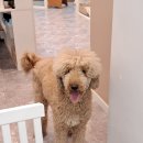 그레이스그루밍 이미지