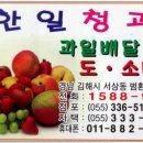 과일총판