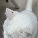 뽑아브러 이미지