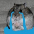 낭낭이네 이미지