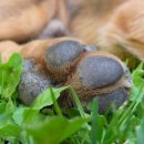 맘스동물의료센터 이미지