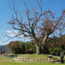 나무야 나무야 이미지