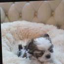 도그마루 강아지고양이 청주점 이미지