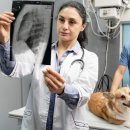 더 건강한 동물병원 이미지