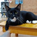 고양이랑놀자 이미지