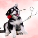 도그바이러스 이미지